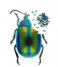 DOIY Gadget Slow Puzzle Beetle beetle
