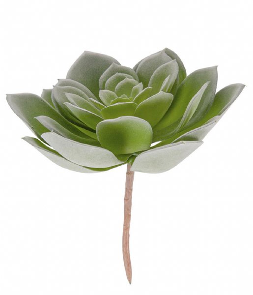 Present Time Decorative object Artificial plant Hen Succelent Pick Green (PT3662)