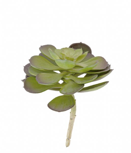 Present Time Decorative object Artificial plant Hen Succelent Pick Green (PT3657)