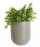 Present Time Flower pot Wall Plant Pot Oval Ceramic Matt Warm Grey (PT3383WG)