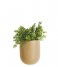 Present Time Flower pot Wall Plant Pot Oval Ceramic Matt sand brown (PT3383SB)