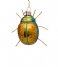 Vondels Christmas decoration Ornament glass scarabee glitter H8cm Blue Green